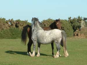 Rocky and his friend Little Gem.